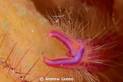 Pink squat lobster close-up Nauticam NA_D7000 60mm macro ... by Andrew Green 